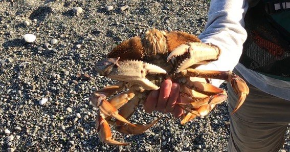 best crabbing whidbey island without a boat