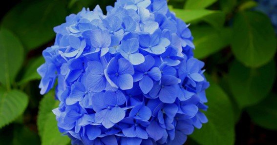 blue flowers aand their meanings