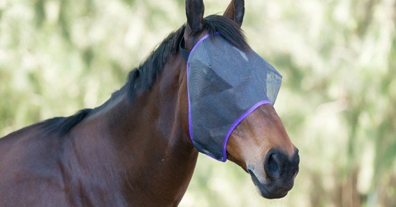 horse fly mask