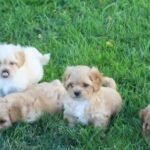 peekapoo puppies for sale