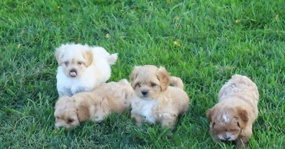 peekapoo puppies for sale