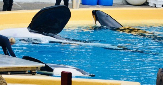 why were some of the issues faced at loro parque