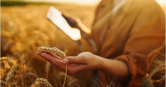 ag valley cash bids